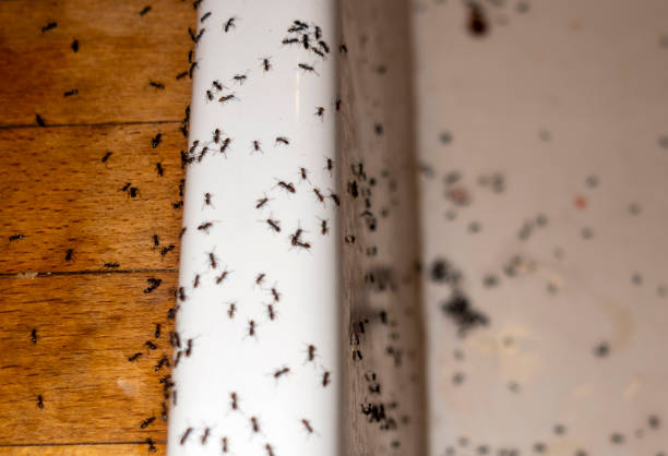 Best Affordable Pest Control Services  in Mount Morris, IL