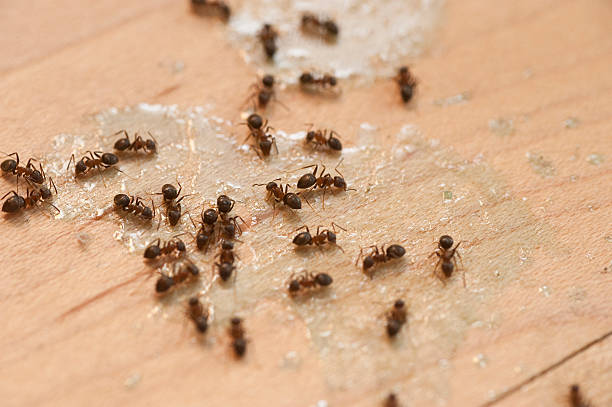 Reliable Mount Morris, IL Pest Control Solutions