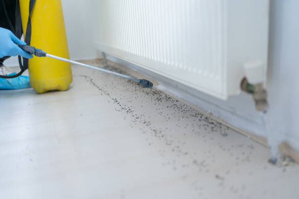 Wasp Removal Services in Mount Morris, IL
